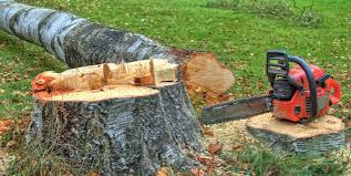 Best Tree Preservation Services  in Burnettown, SC
