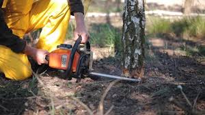 Tree and Shrub Care in Burnettown, SC