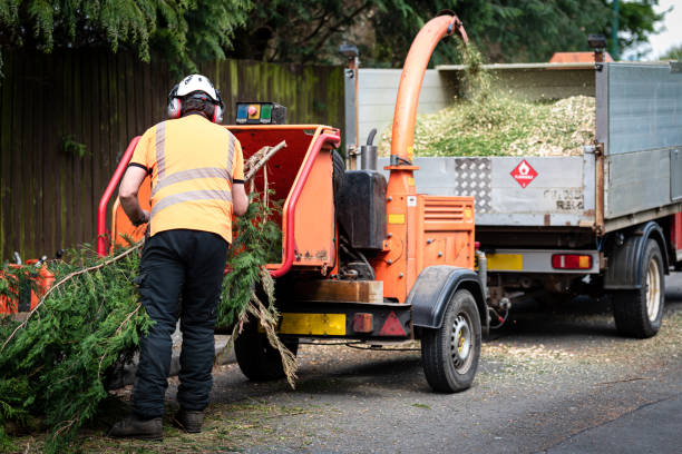 How Our Tree Care Process Works  in  Burnettown, SC