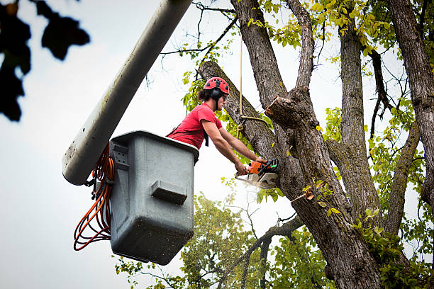Burnettown, SC Tree Services Company